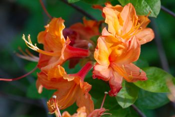 Exbury Azalea