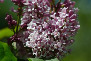 Lilacs