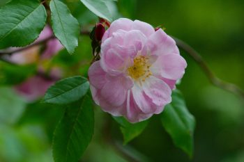 Champneys’ Pink Cluster