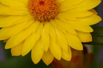 Strawflower ‘Basket Yellow’