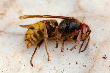 Vespa crabro (European Hornet)