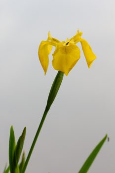 <em>Iris pseudacorus</em>, (Yellow Flag)