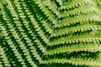 Woodwardia Frond