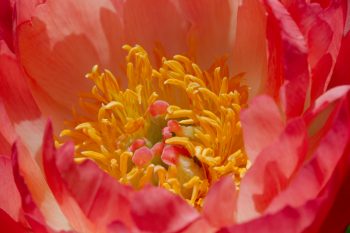 Peony ‘Coral Sunset’