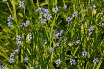 Sisyrinchium angustifolium (Blue-eyed Grass)