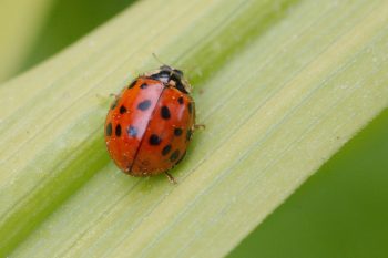 Lady Beetle