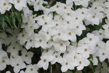 Kousa Dogwood