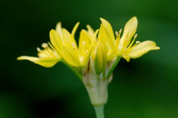 Allium moly (Golden Garlic)