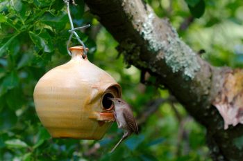 House Wren (Troglodytes aedon)