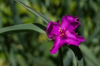 Pink Spiderwort