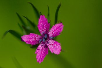 Dianthus armeria (Deptford Pink)