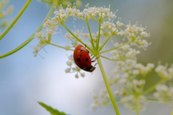 Asian Lady Beetle (Harmonia axyridis)