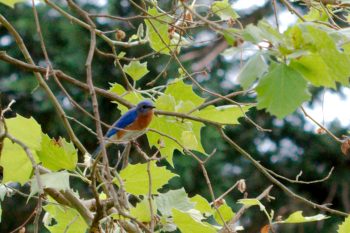 Eastern Bluebird (Sialia sialis)