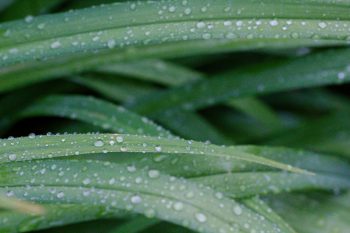 Day Lily Leaves With Rain Droplets