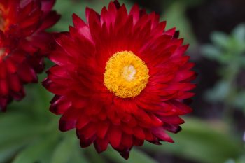 Red Strawflower (Xerochrysum bracteatum)