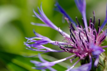 Mountain Bluet (Centaurea montana)