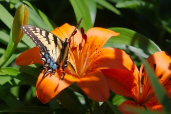 Tiger Swallowtail (Papilio glaucus) on Asiatic Lily