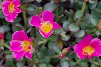 Purslane ‘Pizzaz Nano Fuchsia’