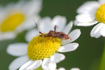 Plant Bug on Feverfew