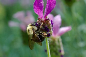 Bumble Bee on Lavender