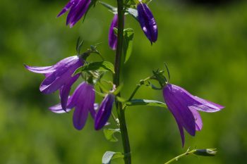 Campanula latifolia