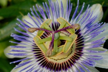 Blue Passion Flower (Passiflora caerulea)