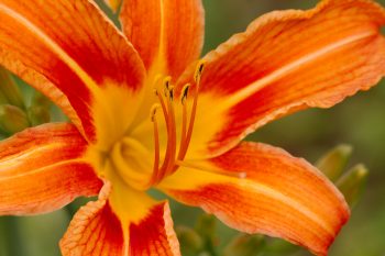 Orange Day Lily (Hemerocallis fulva)