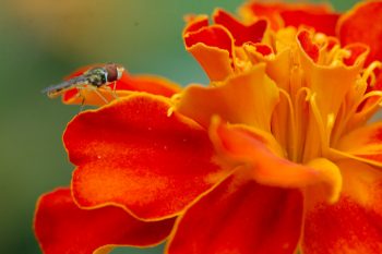 Syrphid Fly on Marigold