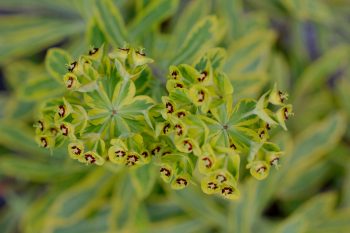 Euphorbia amygdaloides</em> subsp. <em>robbiae (Wood Spurge) 