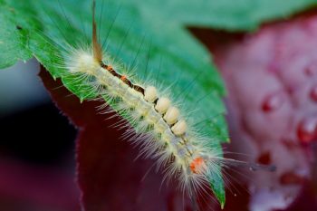 White-marked Tussock Moth (Orgyia leucostigma)