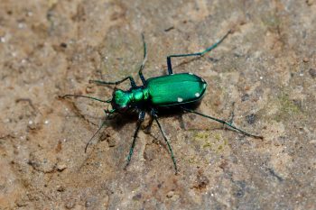 Cicindela sexguttata (Six-spotted Tiger Beetle)