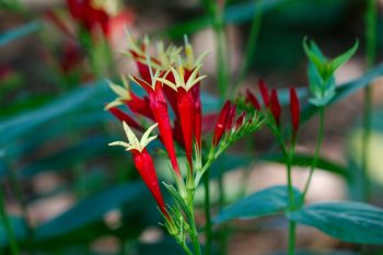 Spigelia marilandica (Indian Pink)