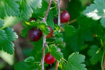 Ripe Gooseberries