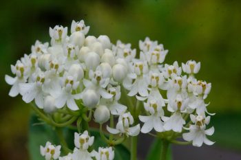 Asclepias incarnata ‘Ice Ballet’