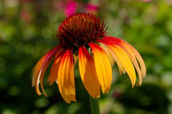 ‘Fiery Meadow Mama’ Coneflower