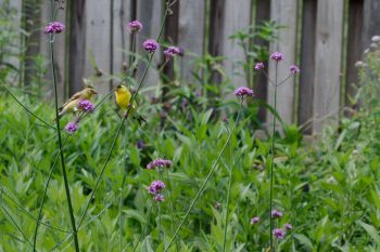 American Goldfinches (Spinus tristis)