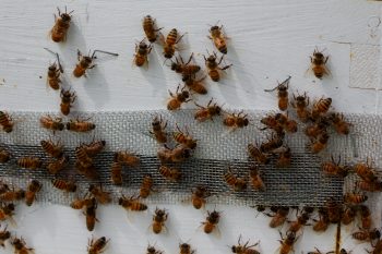 Western Honey Bees (Apis mellifera)