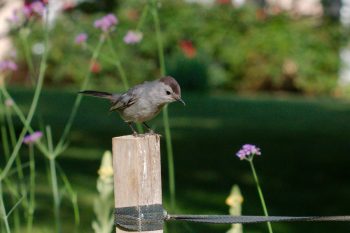 Gray Catbird (Dumetella carolinensis)