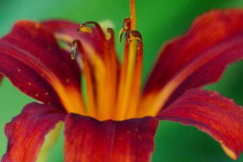 Day Lily