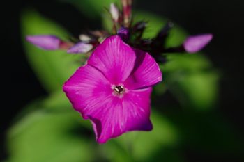 Stock (Matthiola incana)