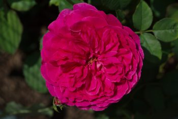 Rose ‘Munstead Wood’