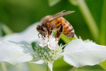 Western Honey Bee (<em>Apis mellifera</em>)