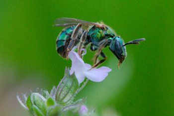 Green-Sweat Bee