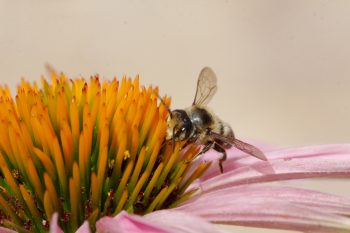 Resin Bee on Coneflower