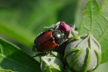 Popillia japonica (Japanese Beetle)