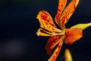 Iris domestica (Blackberry Lily)