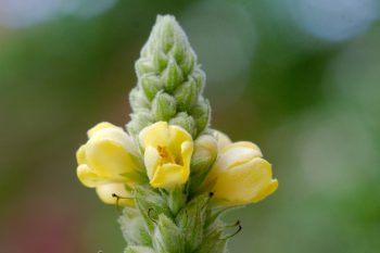 Verbascum thapsus (Common Mullein)