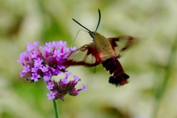 Snowberry Clearwing (Hemaris diffinis)