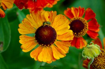 Sneezeweed (Helenium ‘Mardi Gras’)