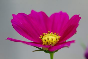 Cosmos bipinnatus ‘Sonata’